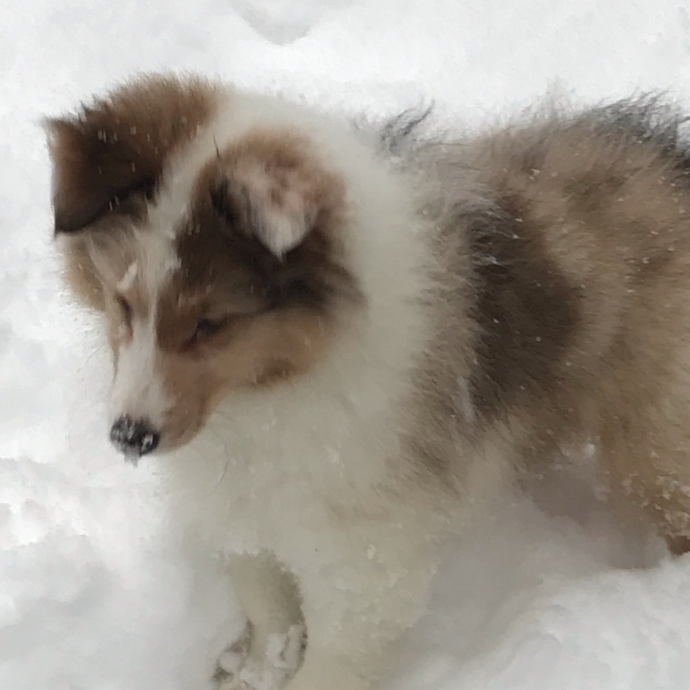 Meet your Posher, Abby